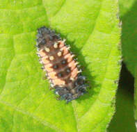 Image of Harlequin Ladybird