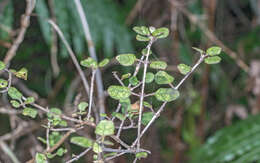 Image of Coprosma tenuicaulis Hook. fil.