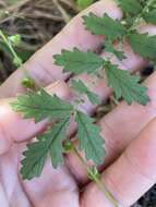 Image of incised agrimony