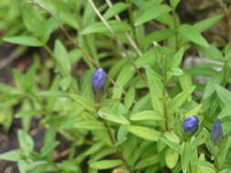 Image of King's Scepter Gentian