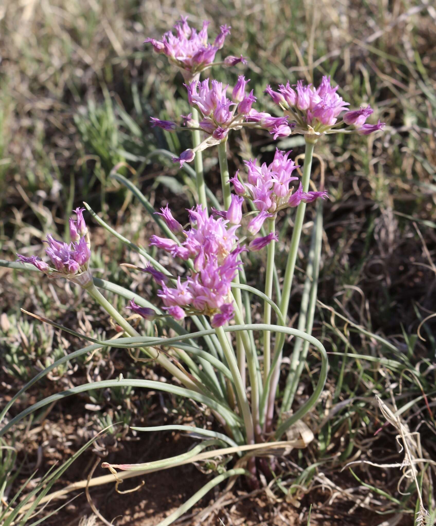 Image of plains onion