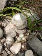 Image of Mammillaria albilanata subsp. tegelbergiana (G. E. Linds.) D. R. Hunt