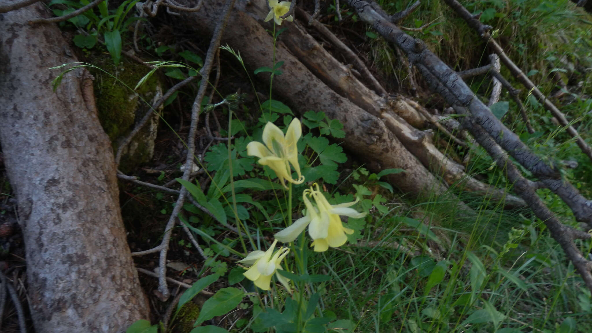 Image of Aquilegia aurea Janka