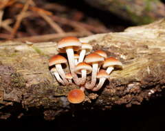 Image of Hypholoma fasciculare var. armeniacum (Y. S. Chang & A. K. Mills) Y. S. Chang, A. K. Mills, G. M. Gates & Ratkowsky