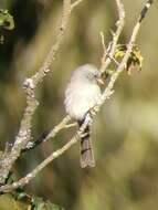 Image of Black-chinned Sparrow