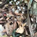 Image of Cheirostylis cochinchinensis Blume