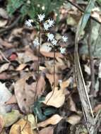 Image of Cheirostylis cochinchinensis Blume