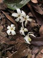 Image de Jasminanthes mucronata (Blanco) W. D. Stevens & P. T. Li