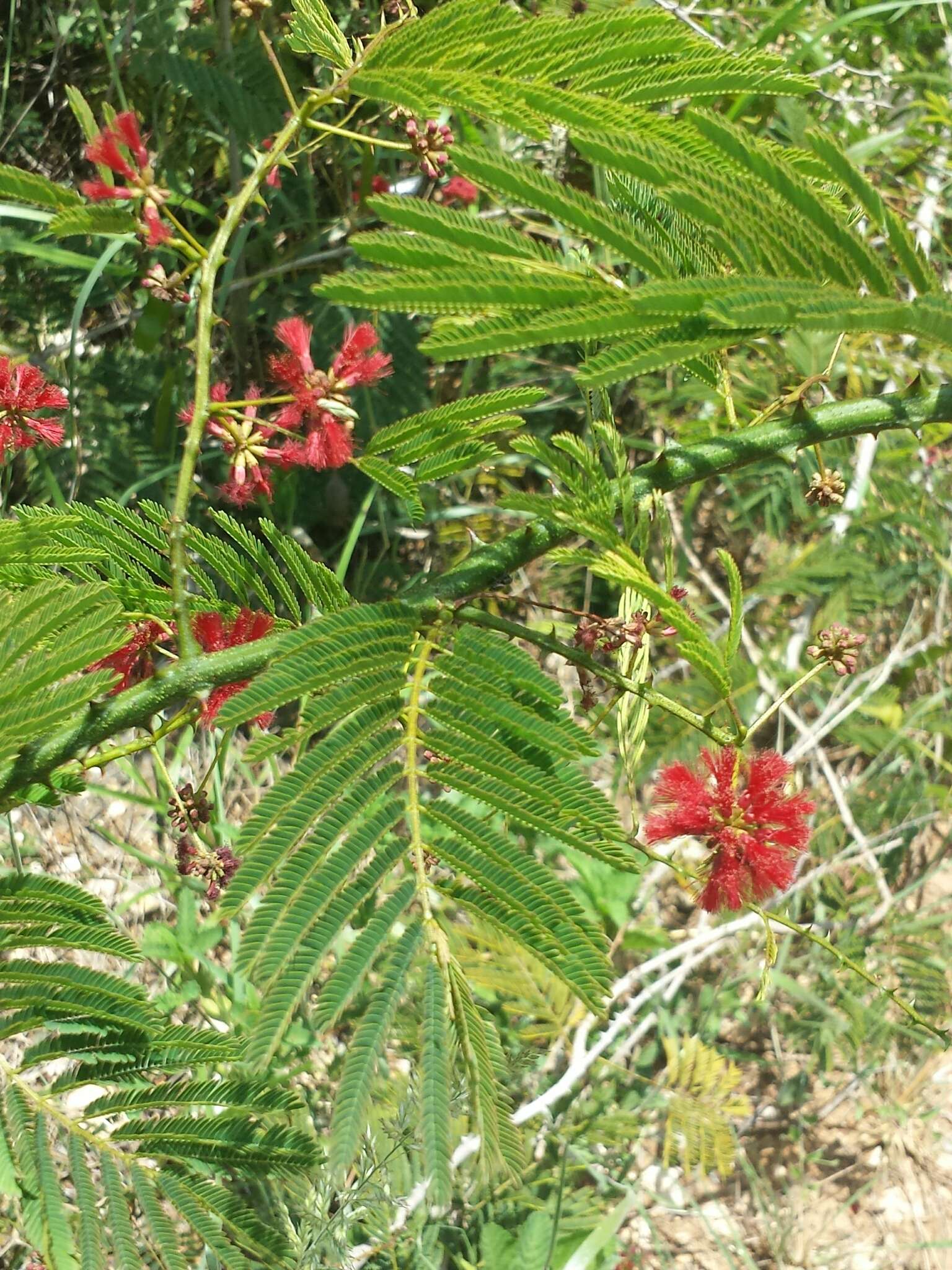 Image of Senegalia sakalava (Drake) Boatwr.