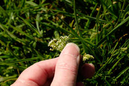 Image of Conopodium