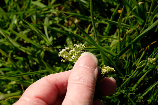 Conopodium resmi