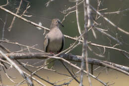 Image of Picui Dove