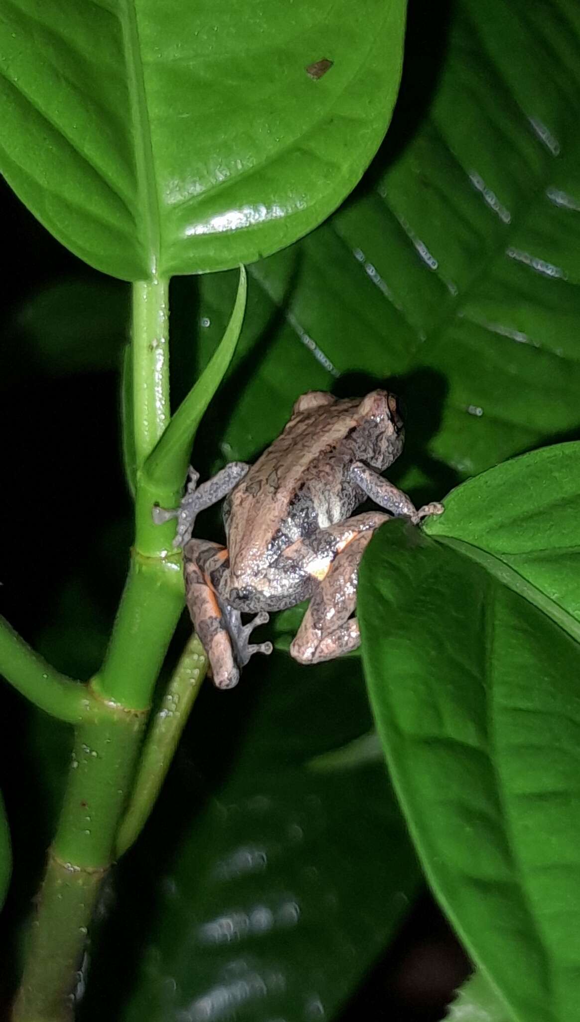 Image of Pristimantis ventrimarmoratus (Boulenger 1912)