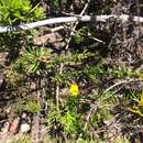 Image of Aspalathus biflora subsp. biflora