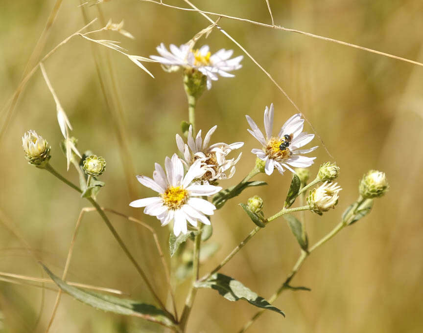 Eurybia radula (Ait.) G. L. Nesom resmi