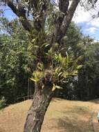 Image of Laelia gloriosa (Rchb. fil.) L. O. Williams