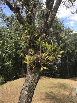 Image of Laelia gloriosa (Rchb. fil.) L. O. Williams