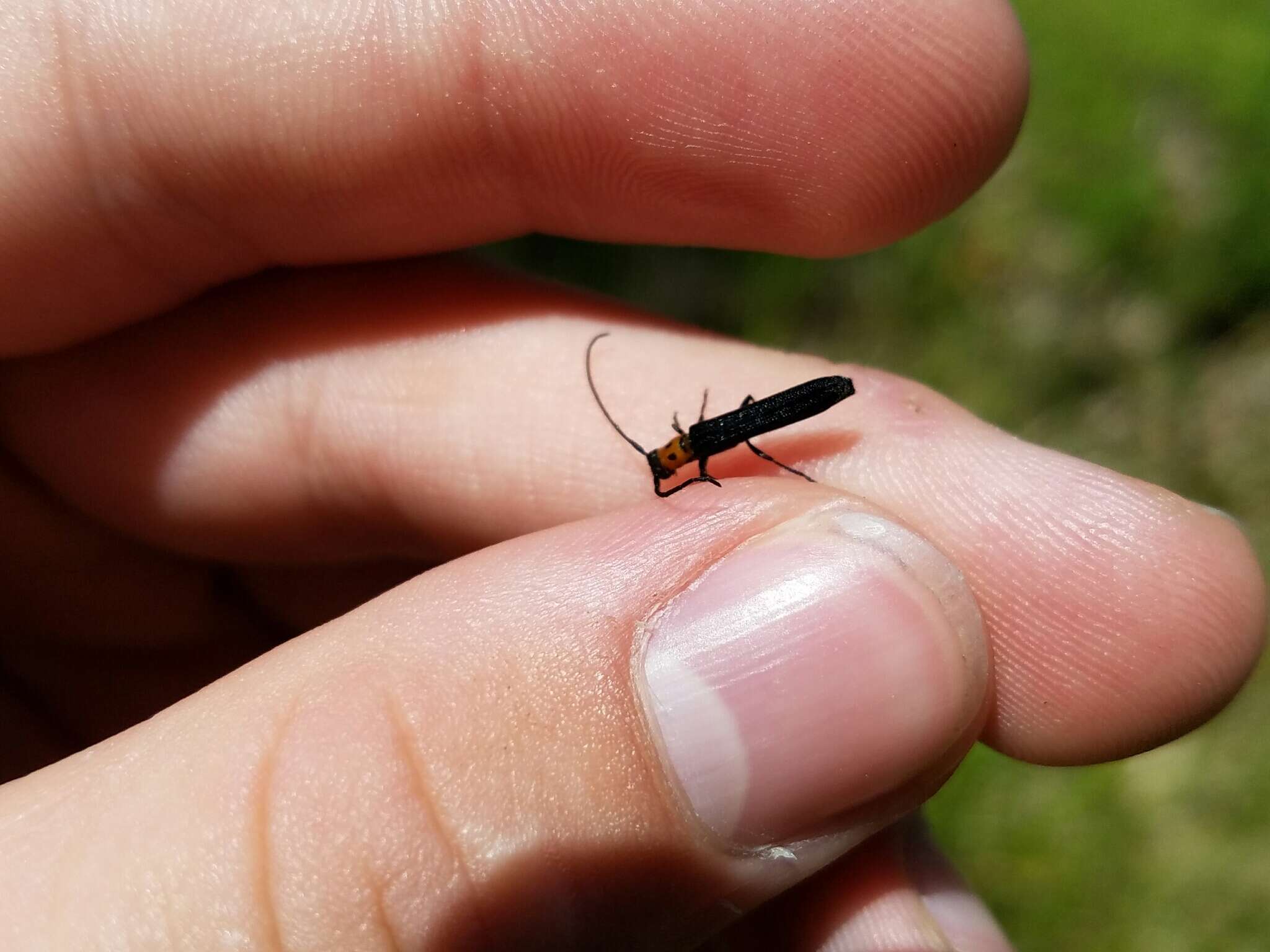 Image of Raspberry Cane Borer