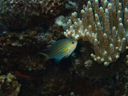 Слика од Pycnochromis lineatus (Fowler & Bean 1928)