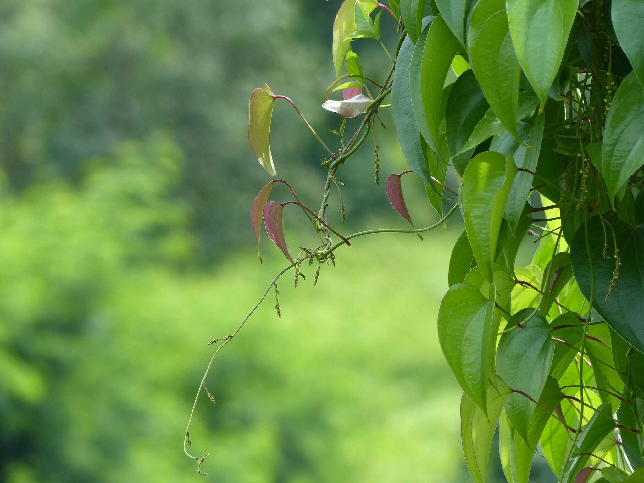 Image of Dioscorea wallichii Hook. fil.