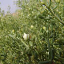 Image de Tetraena coccinea (L.) Beier & Thulin