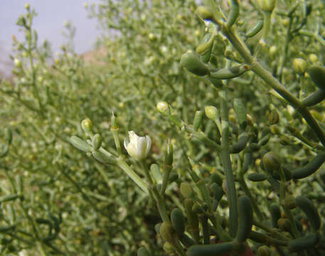 Image of Tetraena coccinea (L.) Beier & Thulin