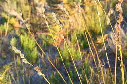 Image of Tetraria bromoides (Lam.) H. Pfeiff.