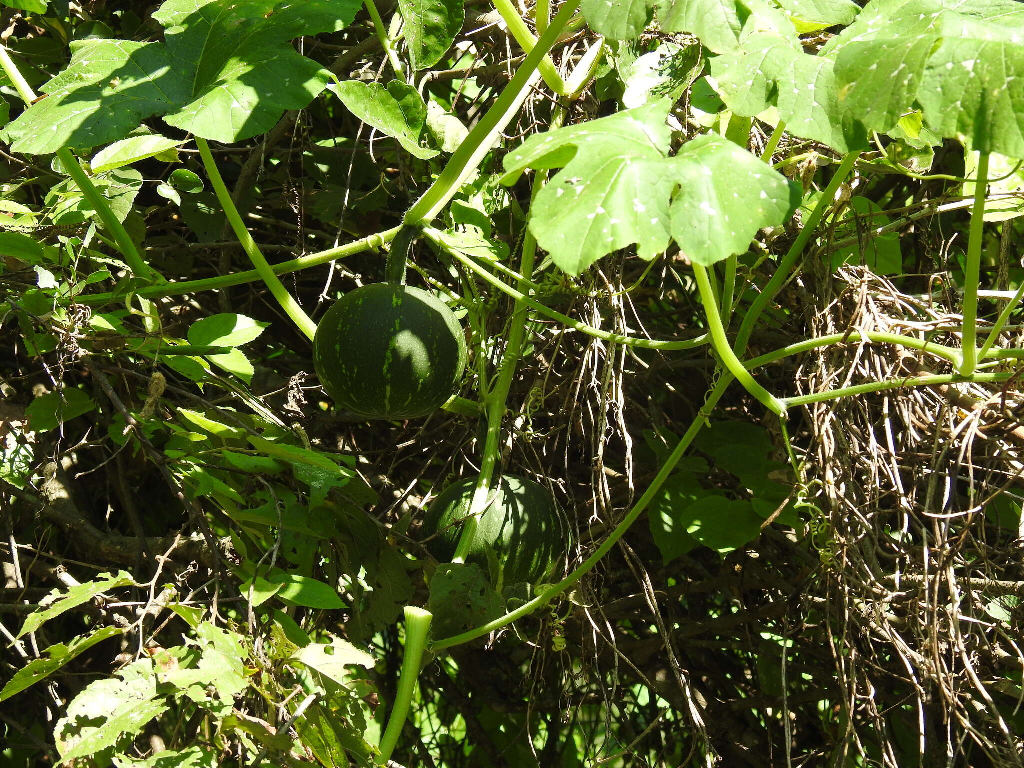 Cucurbita argyrosperma K. Koch resmi