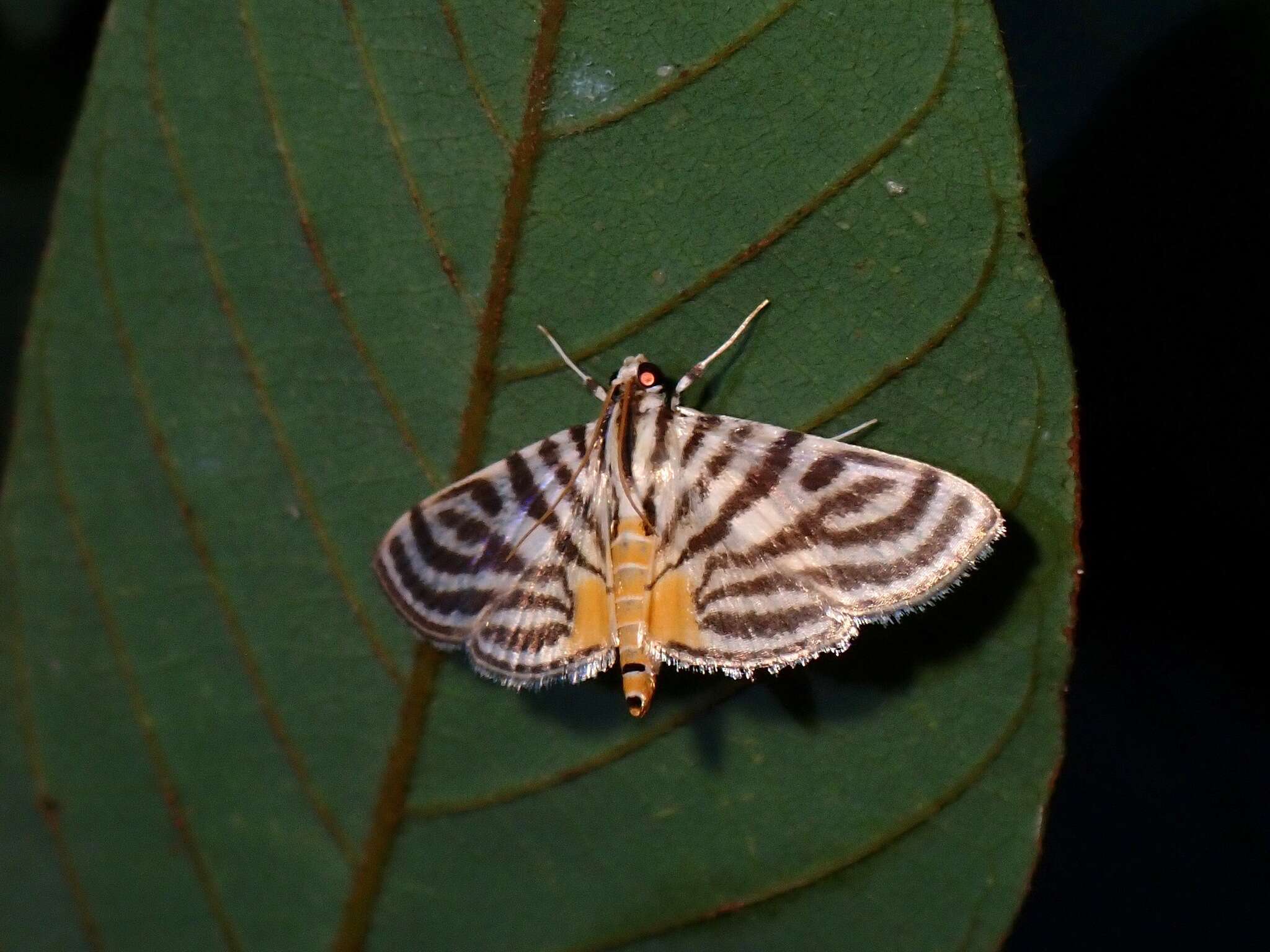 Image of Dichocrocis rigidalis Snellen 1890