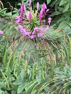 Image of Cleome guaranitica (Chod. & Hassl.) Briquet