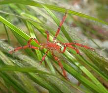 Image of Anoplodactylus evansi Clark 1963