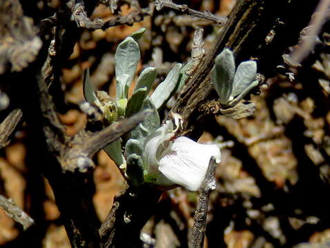 Image of Justicia incana (Nees) T. Anders.