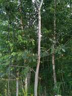 Image of Common Aspen