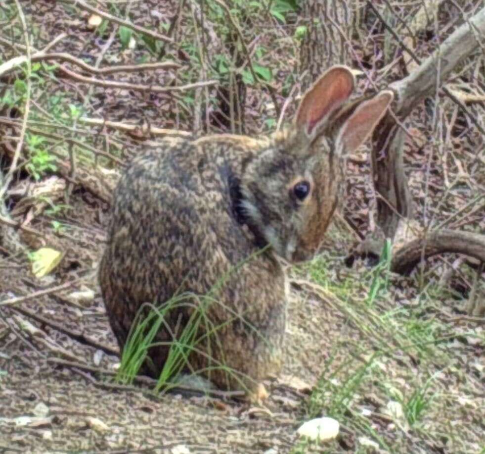 Image of Swamp Rabbit