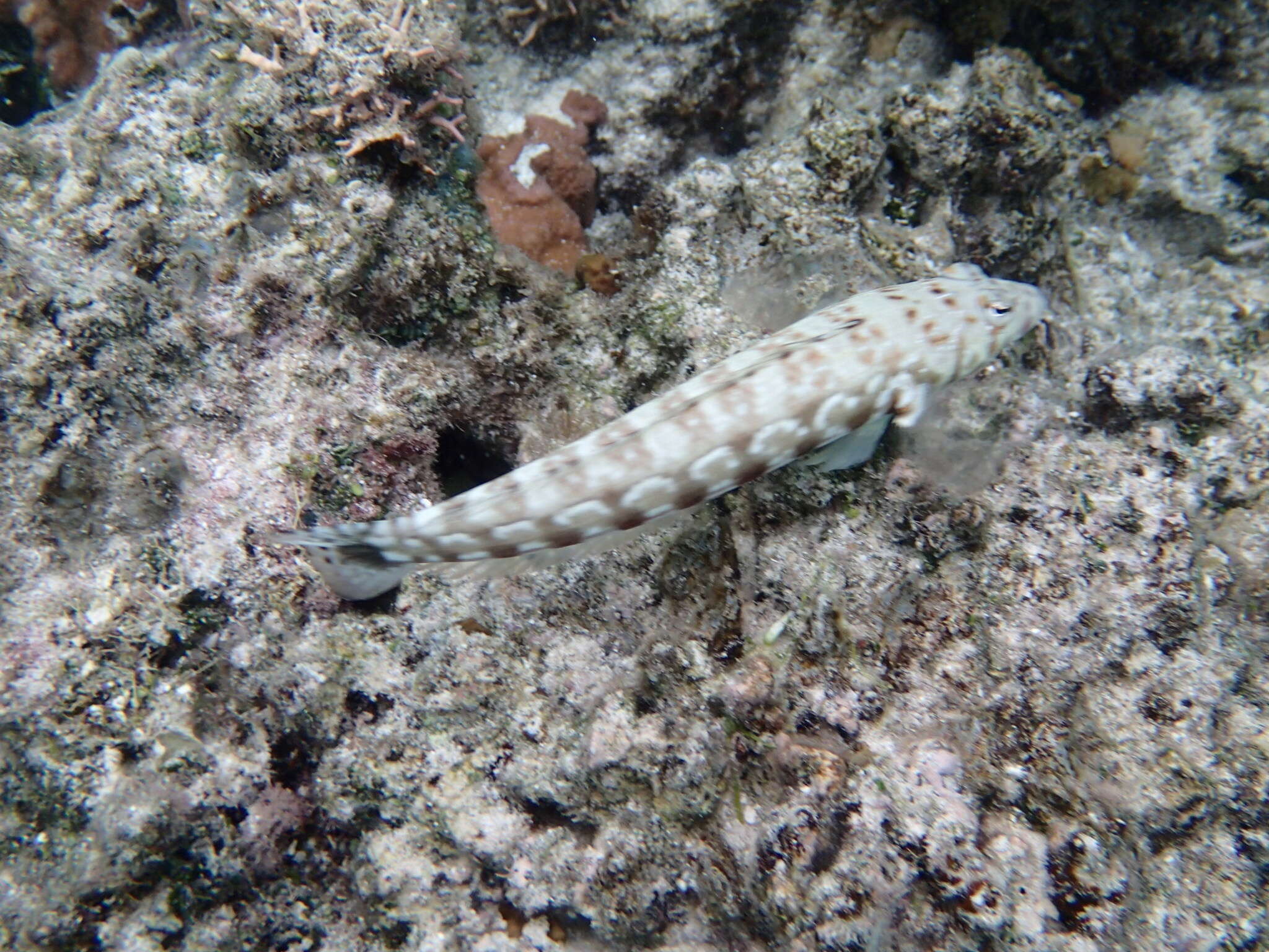 Parapercis millepunctata (Günther 1860) resmi