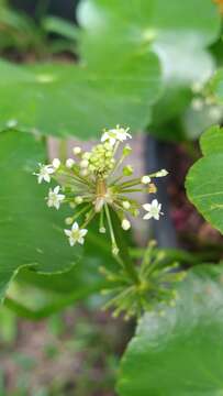 Imagem de Hydrocotyle prolifera Kellogg