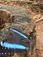 Image of Blue-banded Morpho Butterfly