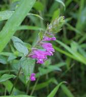 Image of Melampyrum roseum var. japonicum Franch. & Sav.