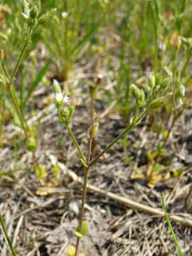 Image of Cerastium subtetrandrum (Lange) Murb.