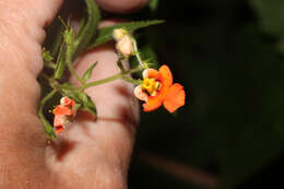 Image of Alonsoa acutifolia Ruiz & Pav.