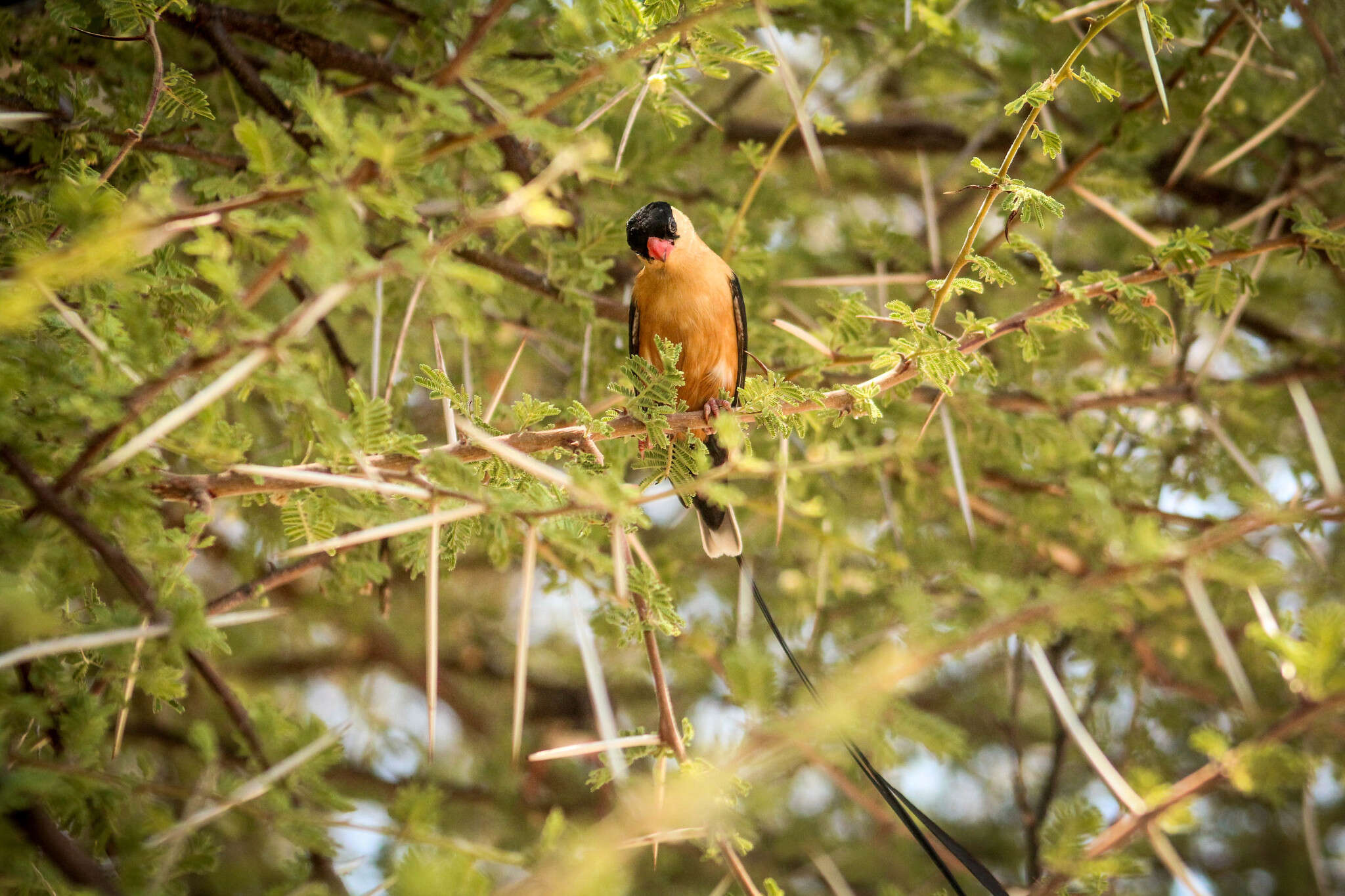 صورة Vidua regia (Linnaeus 1766)