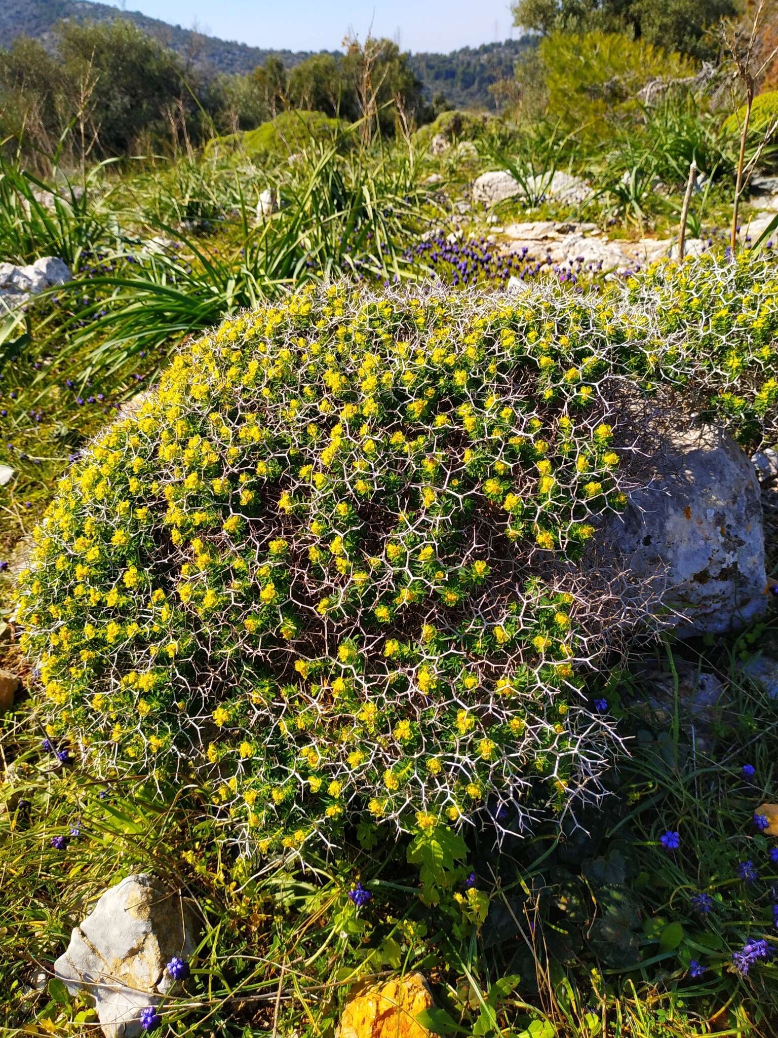 Imagem de Euphorbia acanthothamnos Heldr. & Sart. ex Boiss.