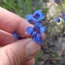 Слика од Penstemon mensarum Pennell