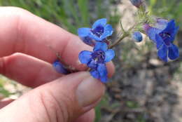 Слика од Penstemon mensarum Pennell