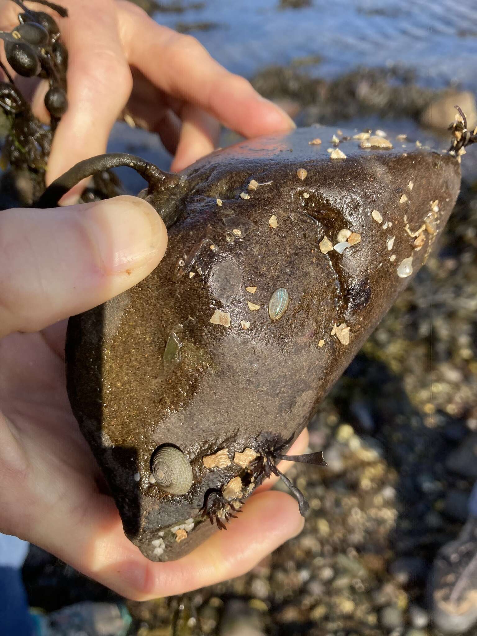 Image of blue-rayed limpet