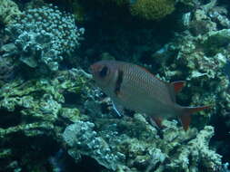 Image of Epaulette soldierfish