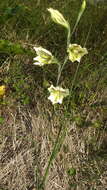 Imagem de Gladiolus tristis L.