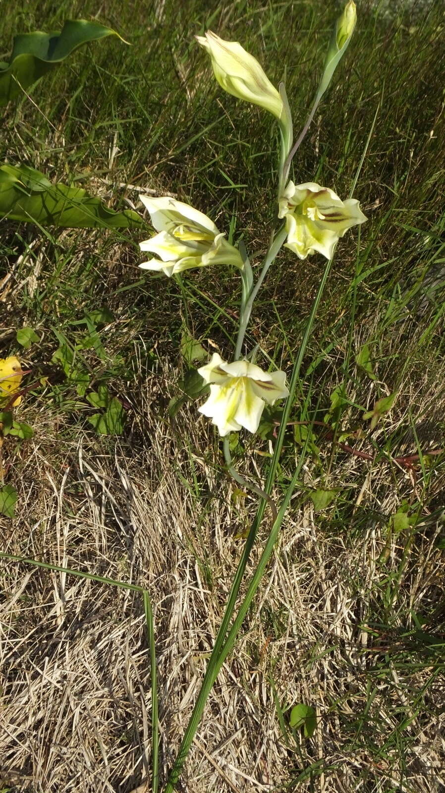 Image of ever-flowering gladiolus