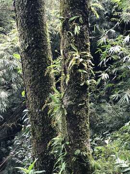 Image of Round-head Plicata Liparis