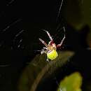 Image de Araneus detrimentosus (O. Pickard-Cambridge 1889)